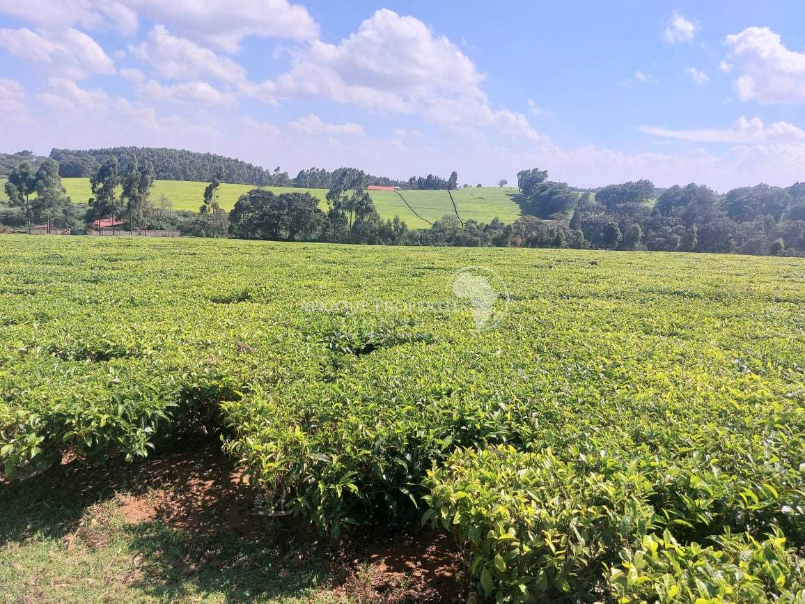 Prime Half Acre Residential Plot For Sale in Tigoni, Kiambu (Kenya)