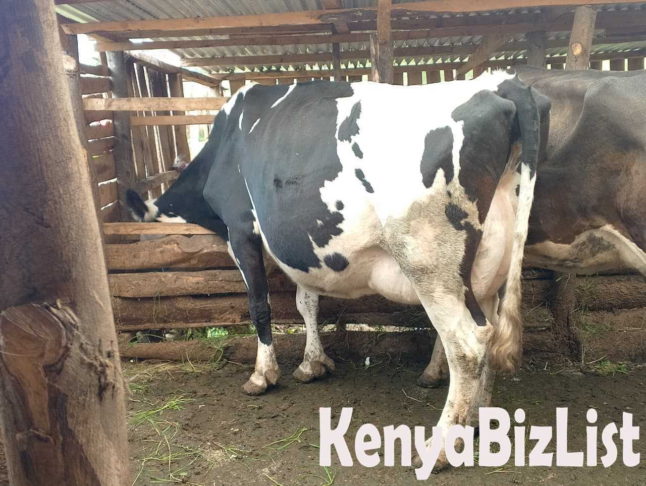Buy High-Yield Friesian Dairy Cow – 8 Months In-Calf, 38 Litres/Day Last Production