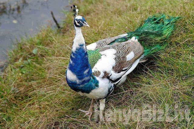 Peacocks and Peahens For Sale - Peafowl For Sale  whatsapp: +254782269978