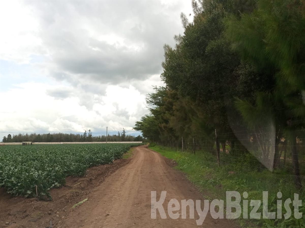 60 Acres of Fertile Farmland for Sale in Muramati – KSh 2M Negotiable