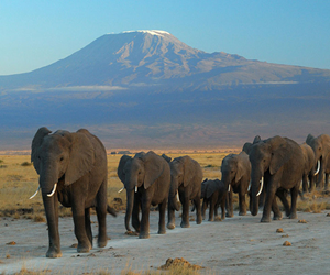 20230131104857-Elephants_at_Amboseli_national_park_against_Mount_Kilimanjaro.jpg.jpg