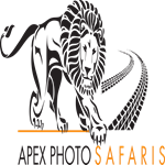 Apex Photo Safaris