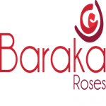 Baraka Roses