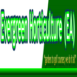 Evergreen Horticulture East Africa